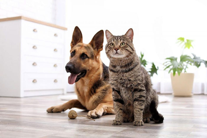 How Your Pets Impact Your HVAC System